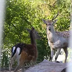 Nyaraló Chez Madame Irma *